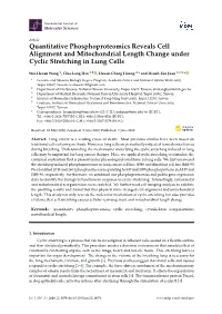 Quantitative Phosphoproteomics Reveals Cell Alignment and Mitochondrial Length Change Under Cyclic Stretching in Lung Cells