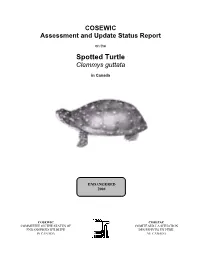Spotted Turtle (Clemmys Guttata) Is a Relatively Small Freshwater Turtle, with Adult Shell Length Typically Less Than 13Cm