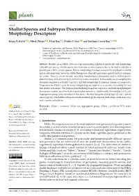 Shallot Species and Subtypes Discrimination Based on Morphology Descriptors