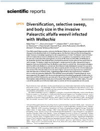 Diversification, Selective Sweep, and Body Size in the Invasive Palearctic
