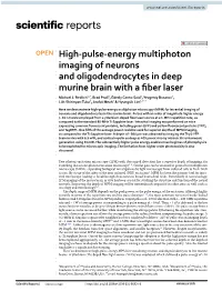 High-Pulse-Energy Multiphoton Imaging of Neurons and Oligodendrocytes in Deep Murine Brain with a Fiber Laser