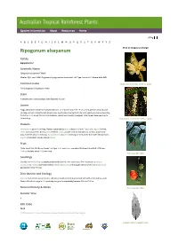 Ripogonum Elseyanum Click on Images to Enlarge