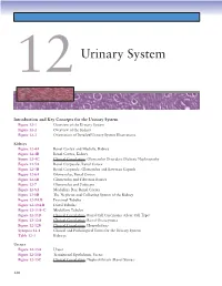 Urinary System