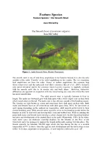 The Smooth Newt