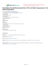 Elucidating the Multifunctional Role of the Cell Wall Components in the Maize Exploitation