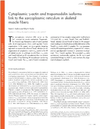 Actin and Tropomodulin Isoforms Link to the Sarcoplasmic Reticulum in Skeletal Muscle Fibers