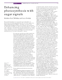 Enhancing Photosynthesis with Sugar Signals
