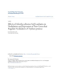 Effects of Ailanthus Altissima Soil Leachates on Nodulation and Expression of Two Genes That Regulate Nodulation of Trifolium Pr
