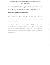 Protein RS1 (RSC1A1) Downregulates the Exocytotic Pathway Of
