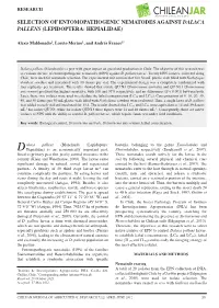 SELECTION of Entomopathogenic Nematodes Against Dalaca Pallens (Lepidoptera: Hepialidae)