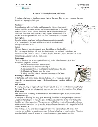 Clavicle Fracture (Broken Collarbone)