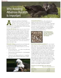 Why Avoiding Albatross Bycatch Is Important