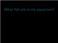Identifying Fish in Aquarium