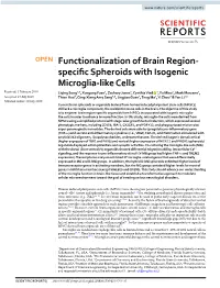 Functionalization of Brain Region-Specific Spheroids With
