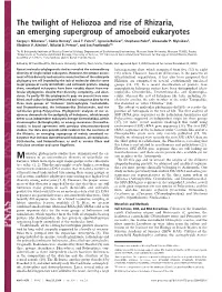 The Twilight of Heliozoa and Rise of Rhizaria, an Emerging Supergroup of Amoeboid Eukaryotes