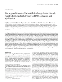 The Atypical Guanine-Nucleotide Exchange Factor, Dock7, Negatively Regulates Schwann Cell Differentiation and Myelination