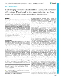 In Situ Imaging of Mitochondrial Translation Shows Weak Correlation