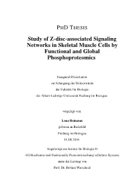 Study of Z-Disc-Associated Signaling Networks in Skeletal Muscle Cells by Functional and Global Phosphoproteomics