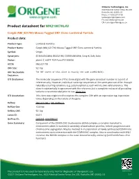 Cenpk (NM 021790) Mouse Tagged ORF Clone Lentiviral Particle Product Data