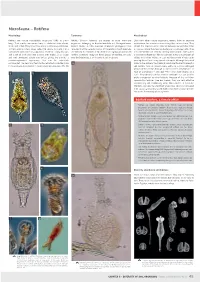 Microfauna – Rotifera