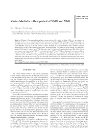 Vastus Medialis: a Reappraisal of VMO and VML