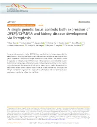 A Single Genetic Locus Controls Both Expression of DPEP1/CHMP1A and Kidney Disease Development Via Ferroptosis