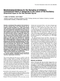 Morphological Evidence for the Sprouting of Inhibitory Commissural Fibers in Response to the Lesion of the Excitatory Entorhinal Input to the Rat Dentate Gyrus