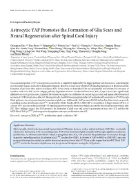Astrocytic YAP Promotes the Formation of Glia Scars and Neural Regeneration After Spinal Cord Injury