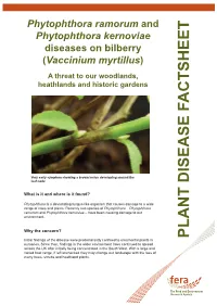 Phytophthora Ramorum and P. Kernoviae Diseases on Bilberry