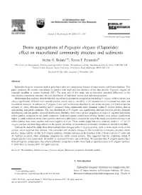 Dense Aggregations of Pygospio Elegans (Clapare`De): Effect on Macrofaunal Community Structure and Sediments