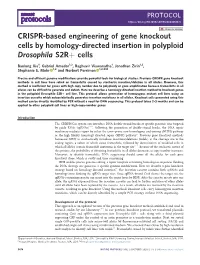 CRISPR-Based Engineering of Gene Knockout Cells by Homology-Directed Insertion in Polyploid Drosophila S2R+ Cells