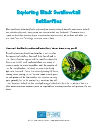Exploring Black Swallowtail Butterflies