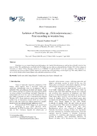 Isolation of Pisolithus Sp., (Sclerodermataceae) - First Recording in Western Iraq
