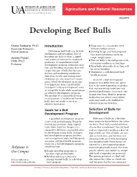 Developing Beef Bulls