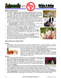 What Is Salmonella?  Salmonella Is a Group of Bacteria That Normally Inhabit the Intestines of Animals and Humans