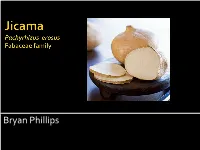 Jicama Pachyrhizus Erosus Fabaceae Family