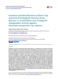 Isolation and Identification of Shoot-Tip Associated Endophytic Bacteria from Banana Cv