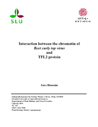 Interaction Between the Chromatin of Beet Curly Top Virus and TFL2 Protein