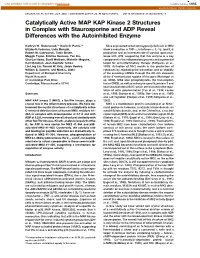 Catalytically Active MAP KAP Kinase 2 Structures in Complex with Staurosporine and ADP Reveal Differences with the Autoinhibited Enzyme