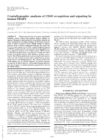 Crystallographic Analysis of CD40 Recognition and Signaling by Human TRAF2