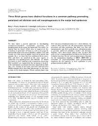 Three Brick Genes Have Distinct Functions in a Common Pathway Promoting Polarized Cell Division and Cell Morphogenesis in the Maize Leaf Epidermis