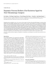 Dopamine Neurons Mediate a Fast Excitatory Signal Via Their Glutamatergic Synapses