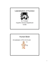 Lateralization of Function Human Brain