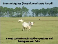 Brunswick Grass Or Brown Seeded Paspalum