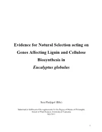 Evidence for Natural Selection Acting on Genes Affecting Lignin and Cellulose Biosynthesis in Eucalyptus Globulus