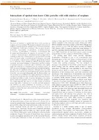 Interactions of Spotted Stem Borer Chilo Partellus with Wild Relatives of Sorghum