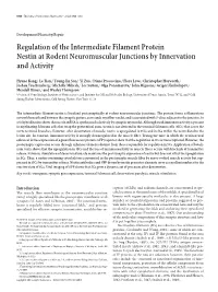 Regulation of the Intermediate Filament Protein Nestin at Rodent Neuromuscular Junctions by Innervation and Activity