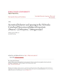 Acoustical Behavior and Spacing in the Nebraska Conehead