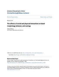 The Effects of Social and Physical Interactions on Lizard Morphology, Behavior, and Ecology