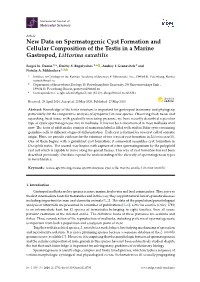 New Data on Spermatogenic Cyst Formation and Cellular Composition of the Testis in a Marine Gastropod, Littorina Saxatilis